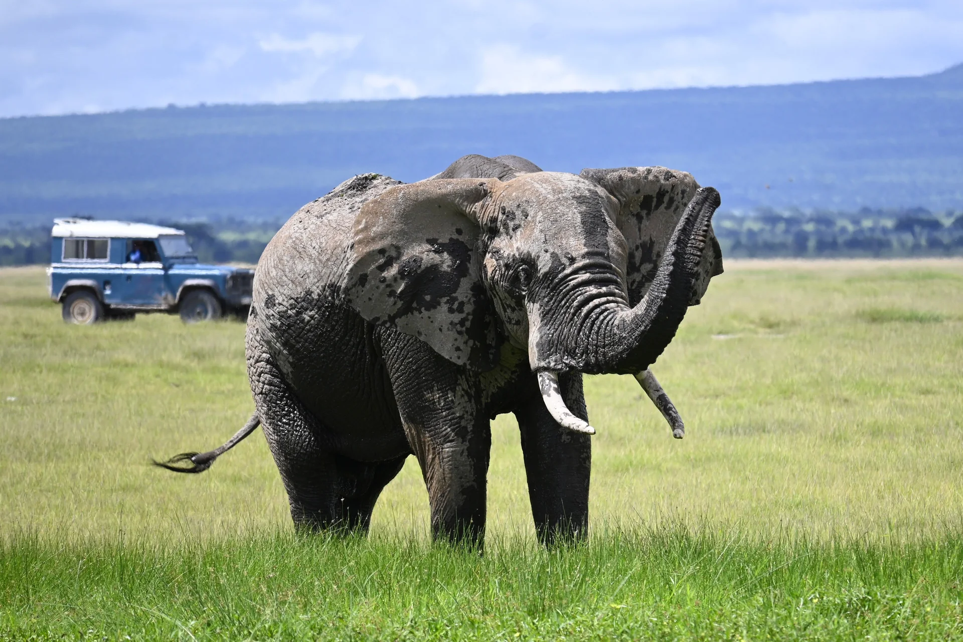 Açık çayırda hortumu havada duran bir Afrika fili, arka planda görünen açık safari aracı