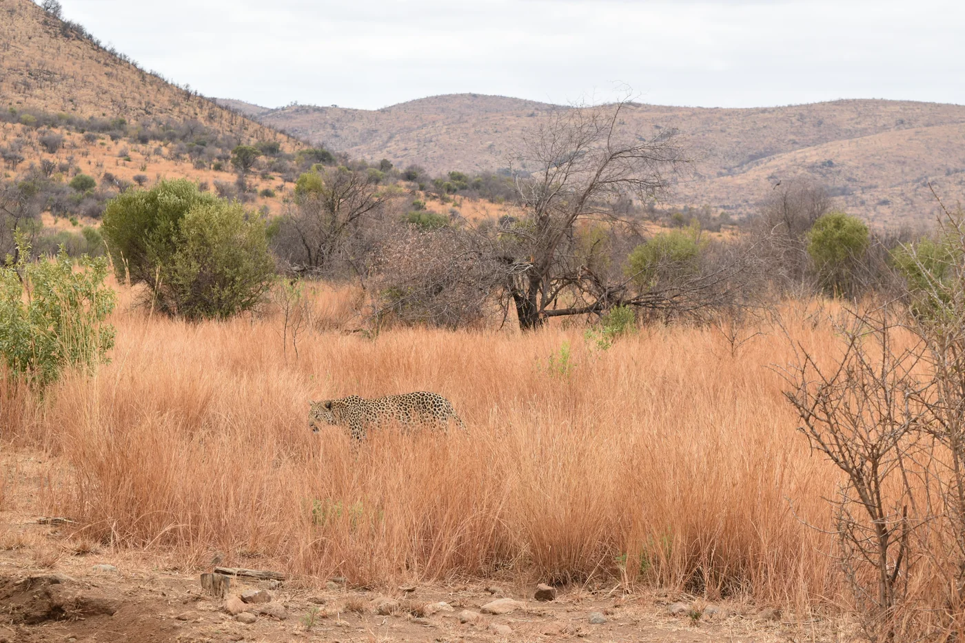 En leopard, der bevæger sig gennem tørt gyldent græs i den sydafrikanske bushveld
